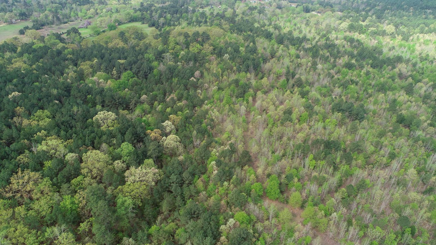 Farris 115 Timber: 00 CR 2215, Daingerfield, TX 75638